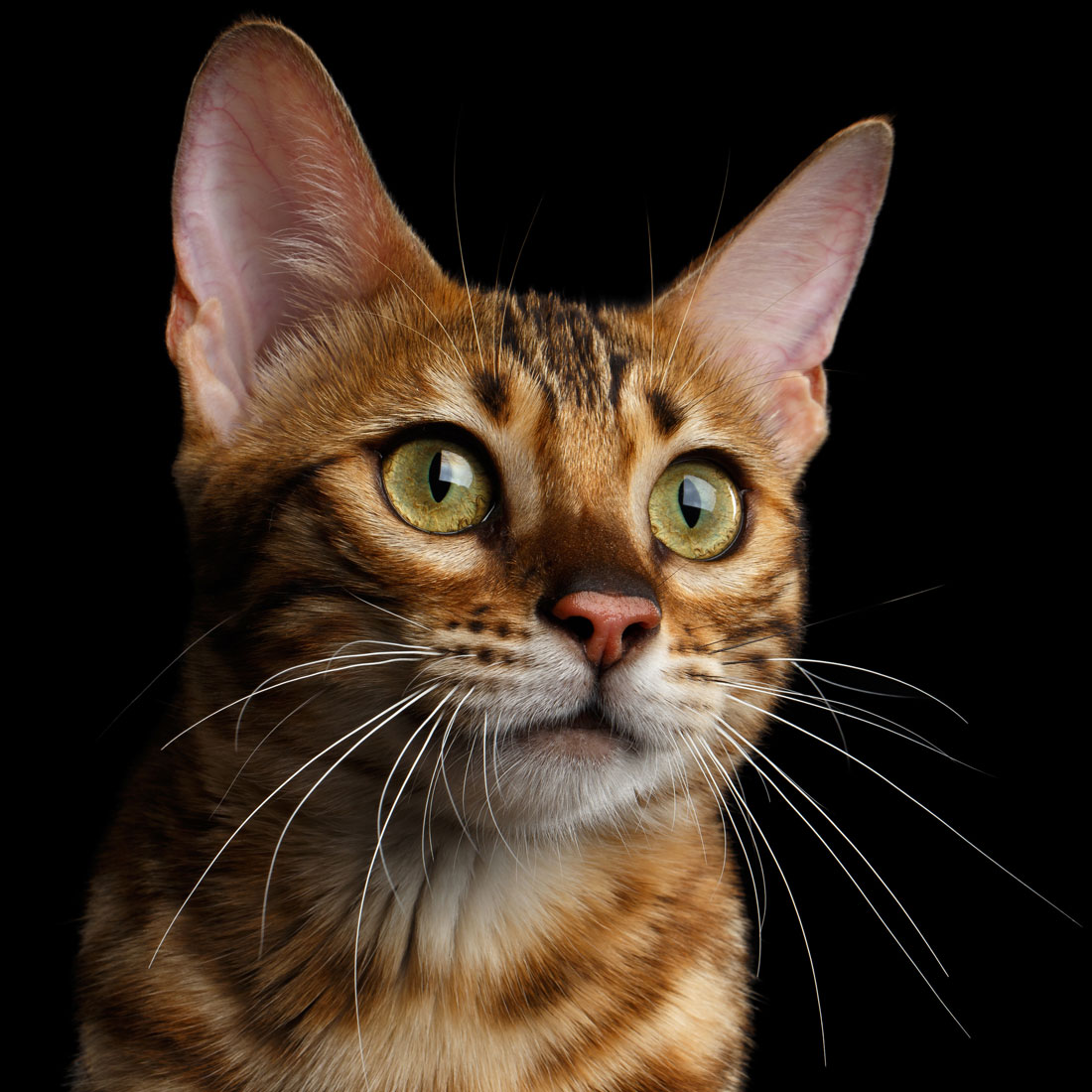 Image of a cat on black background.